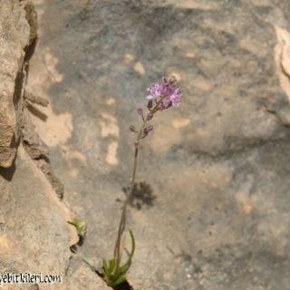 Hakkari