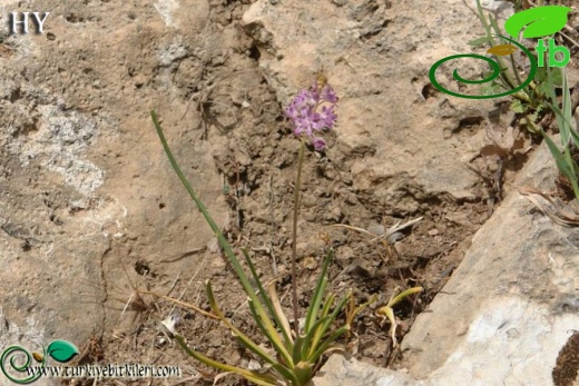 Hakkari