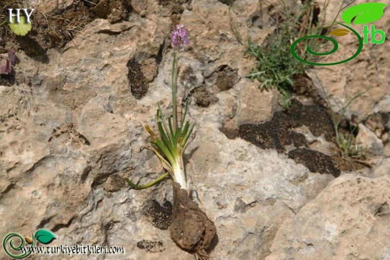 Hakkari