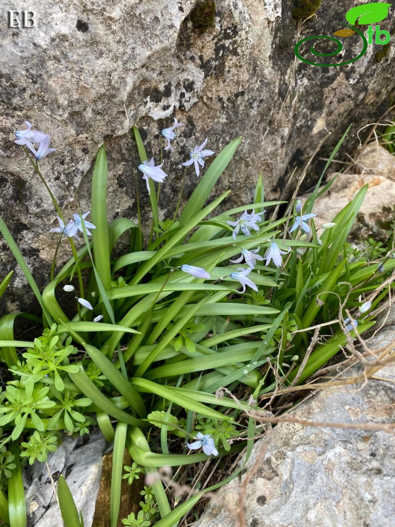 Halfeti