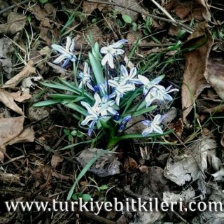 Rize