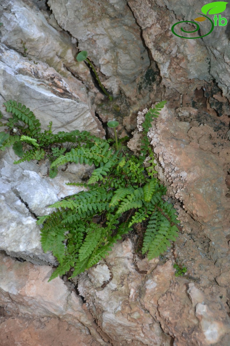 Marmaris