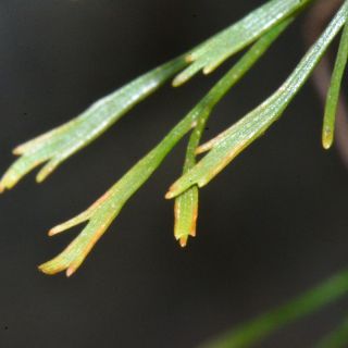 subsp. caucasicum-Rize