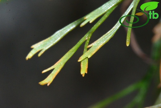 subsp. caucasicum-Rize