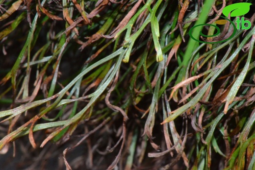 subsp. caucasicum-Rize