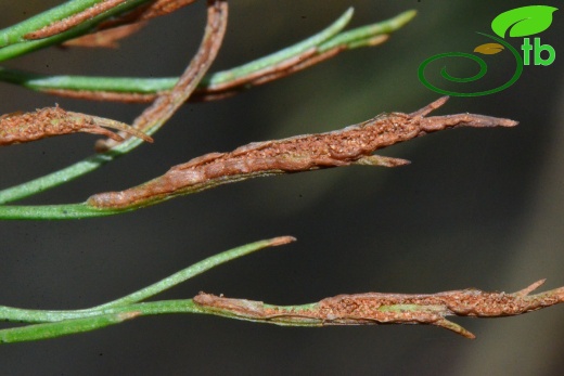subsp. caucasicum-Rize