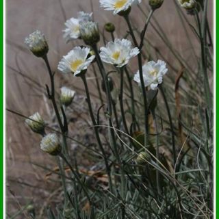 Ssp-formosa-Gündoğmuş-Antalya
