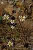 var. aciphylla-İzmir