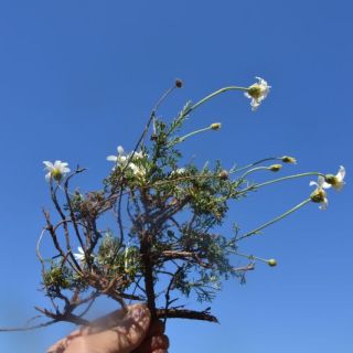 ssp leucanthemoides-Datça-Muğla
