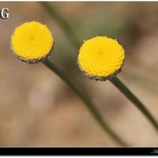 var. pauciloba- Mardin