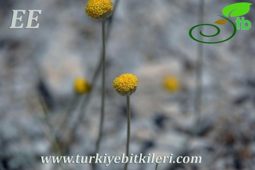 var. pauciloba-Dirmil