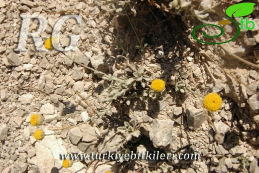 var. pauciloba-Dirmil