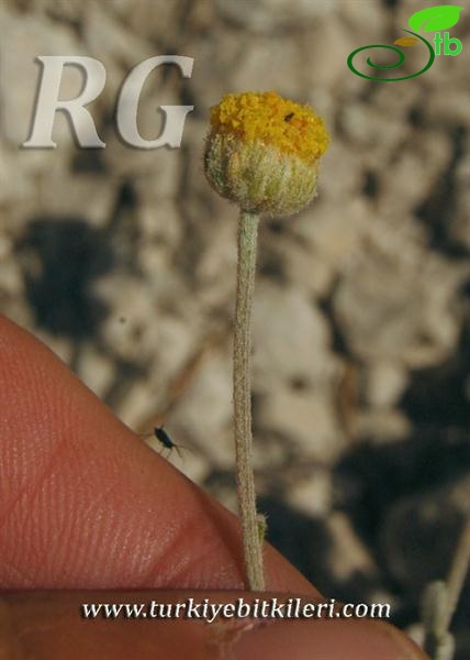 var. pauciloba-Dirmil