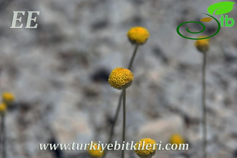 var. pauciloba-Dirmil