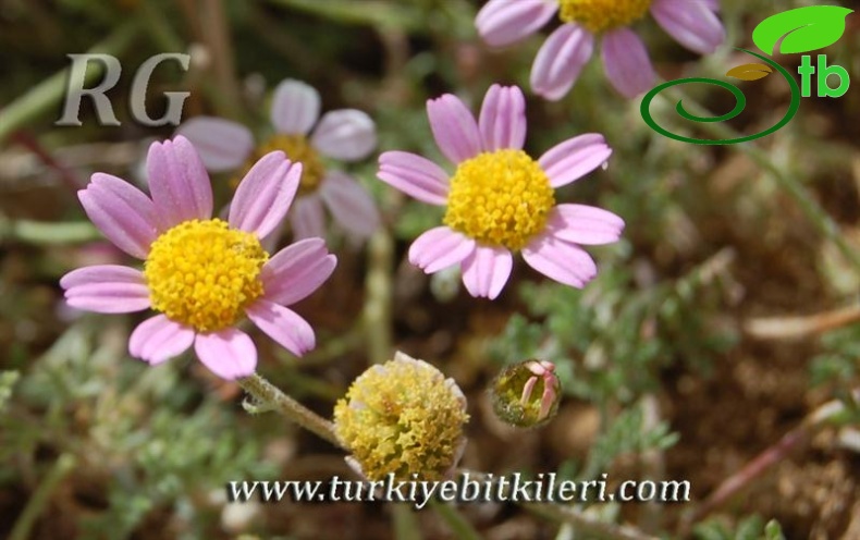ssp carnea-Elmalı-Antalya