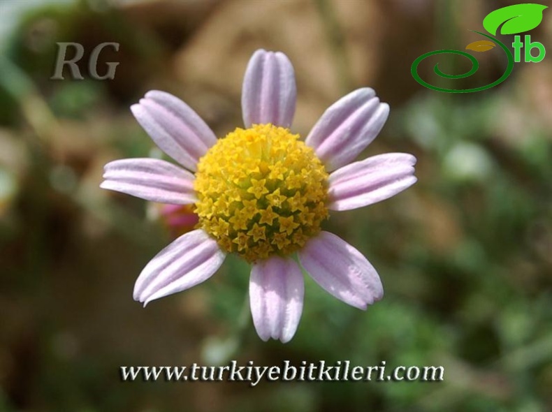 ssp carnea-Elmalı-Antalya