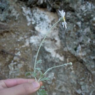 Datça-Muğla