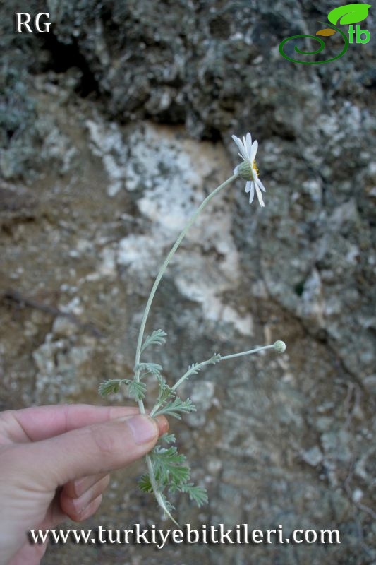 Datça-Muğla