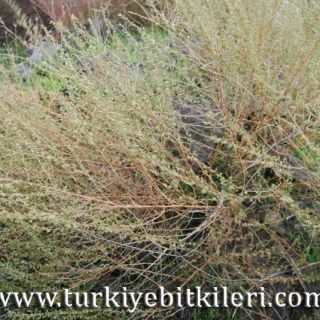 subsp.santonicum-Kayseri