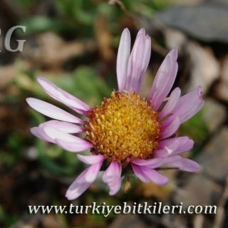 Yusufeli-Artvin