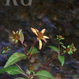 Uzundere-Erzurum