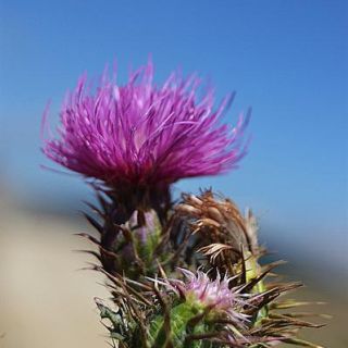 ssp acanthoides-Abant-Bolu