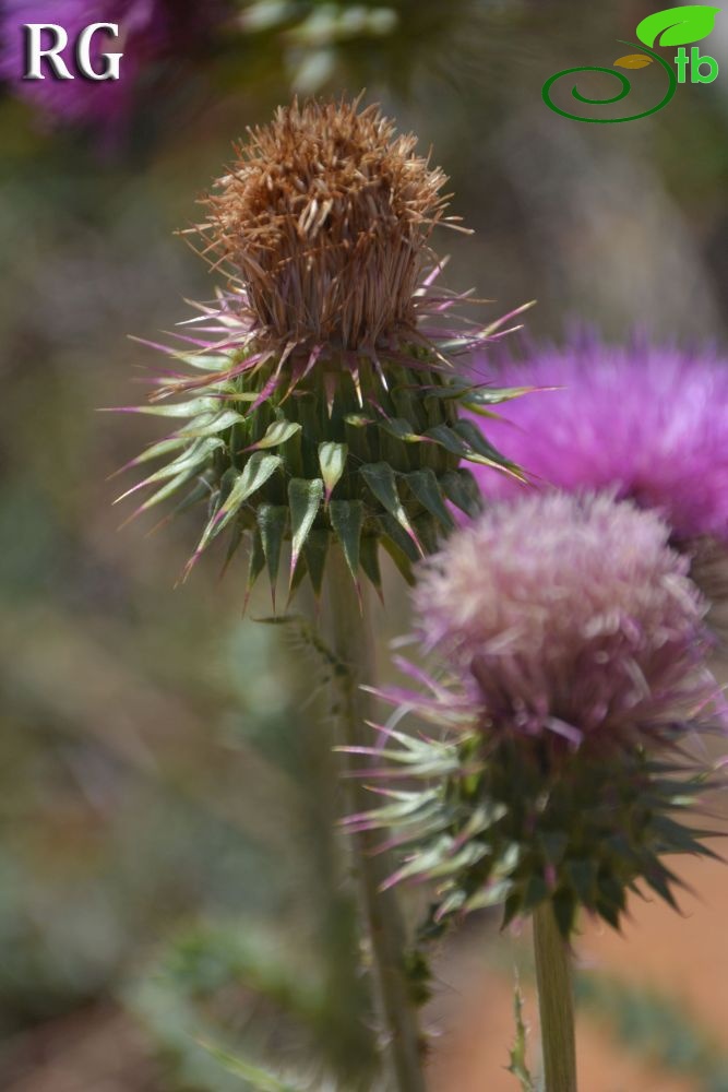 ssp acanthoides-Sandras