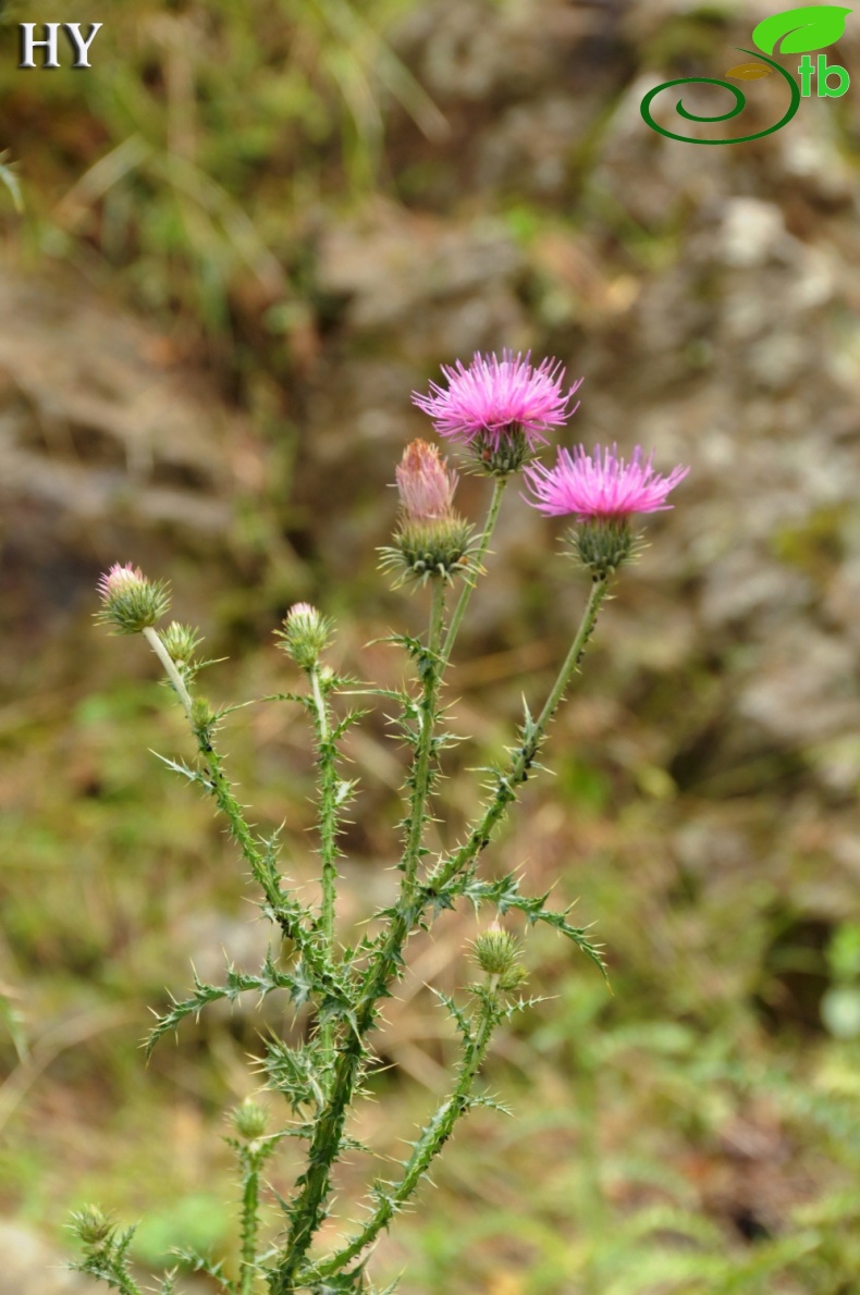 subsp. tmoleus- İzmir