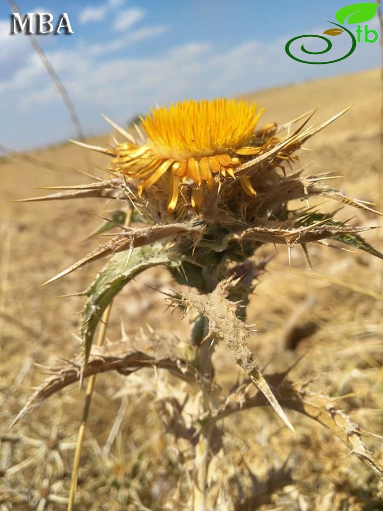 Şanlıurfa