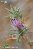 ssp. glaucus-Osmaniye
