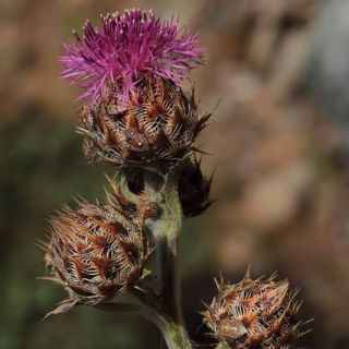 Amanos dağları-Osmaniye