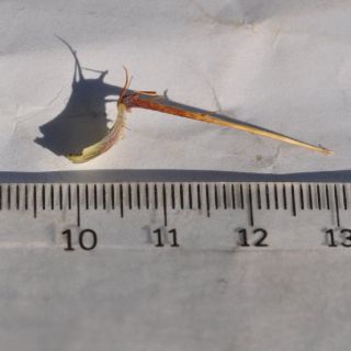 var. antiochia-Alanya